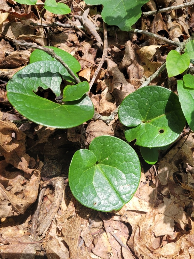 Mountain Heartleaf photo 7