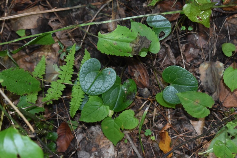 Mountain Heartleaf photo 8