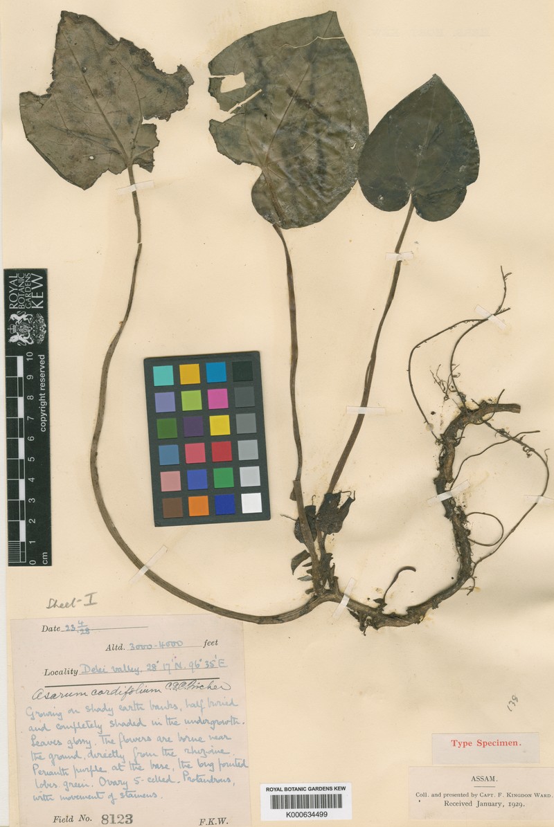 Asarum cordifolium