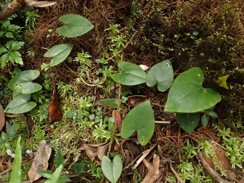 Asarum crassisepalum