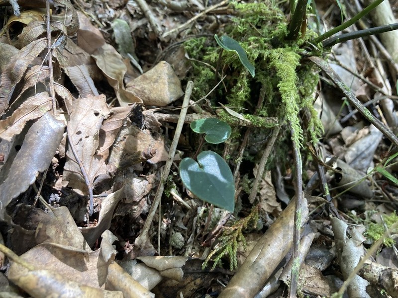 Asarum crassisepalum photo 3