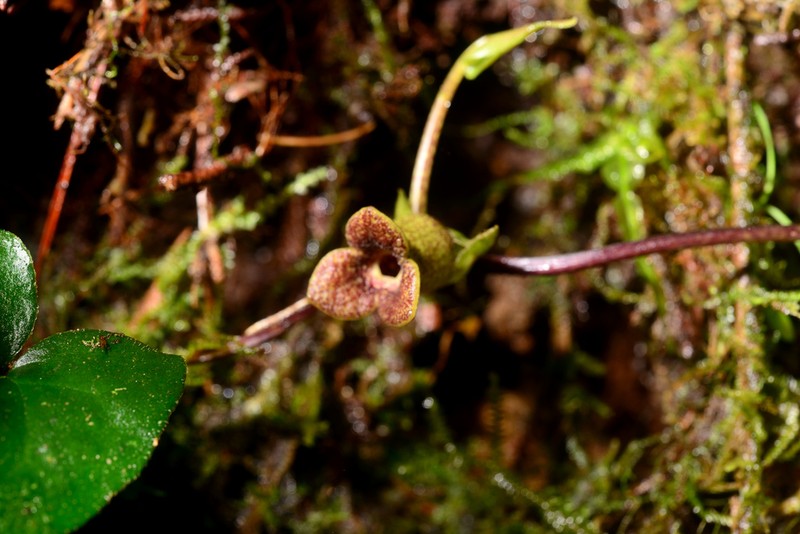 Asarum crassisepalum photo 5