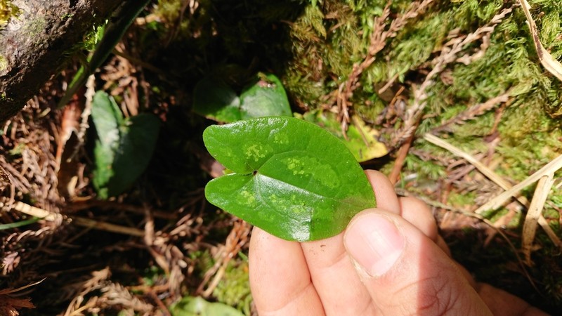 Asarum crassisepalum photo 6