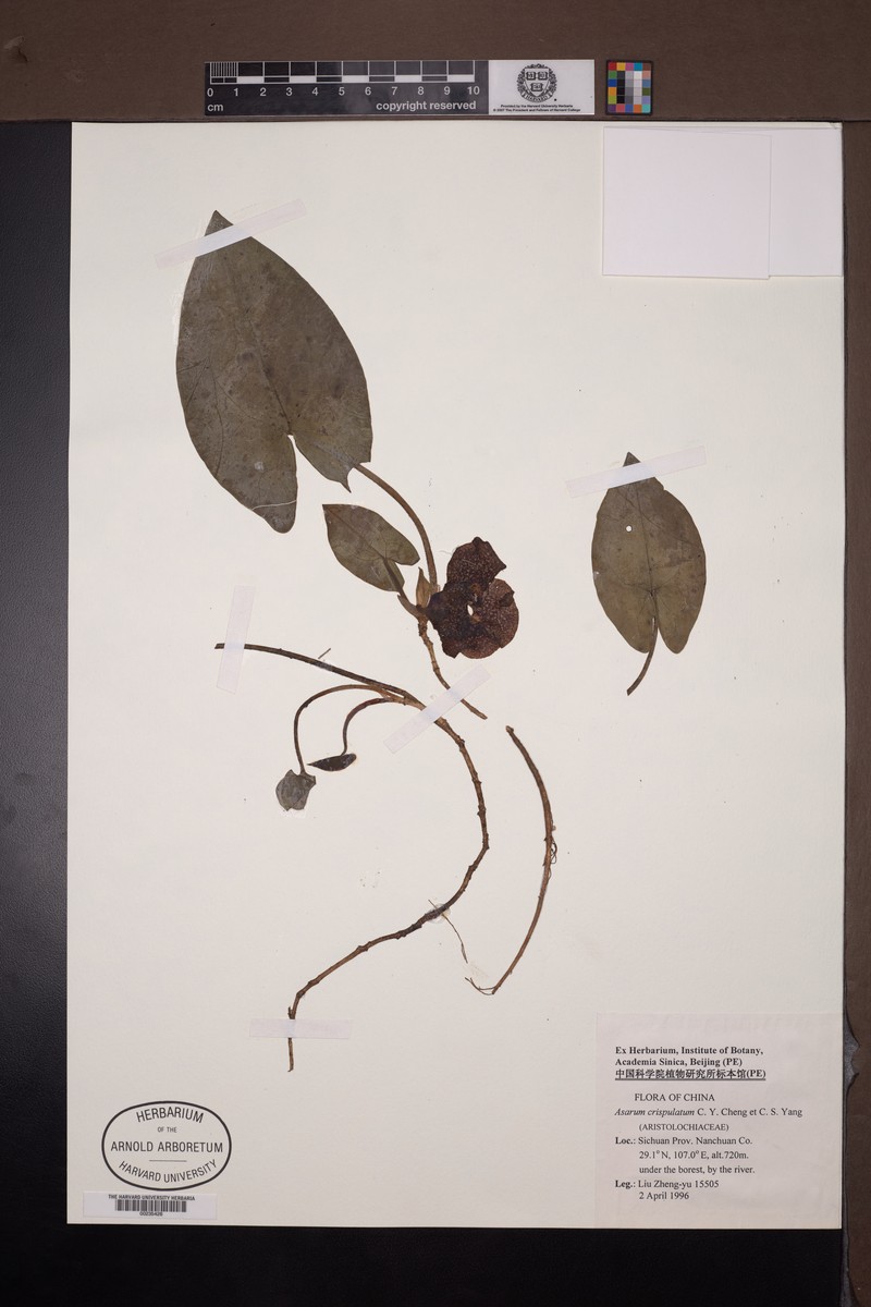 Asarum crispulatum
