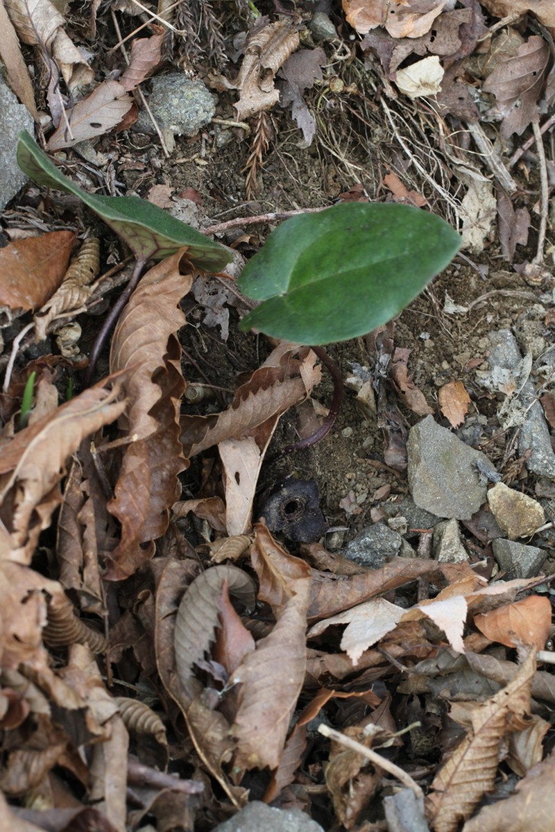 Asarum curvistigma