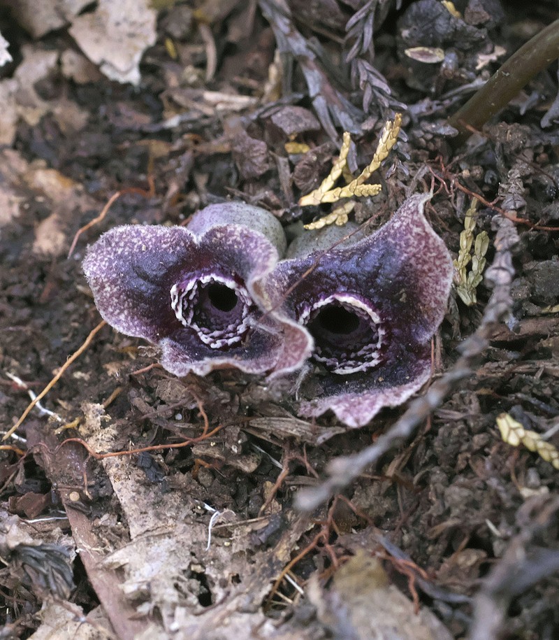 Asarum curvistigma photo 2