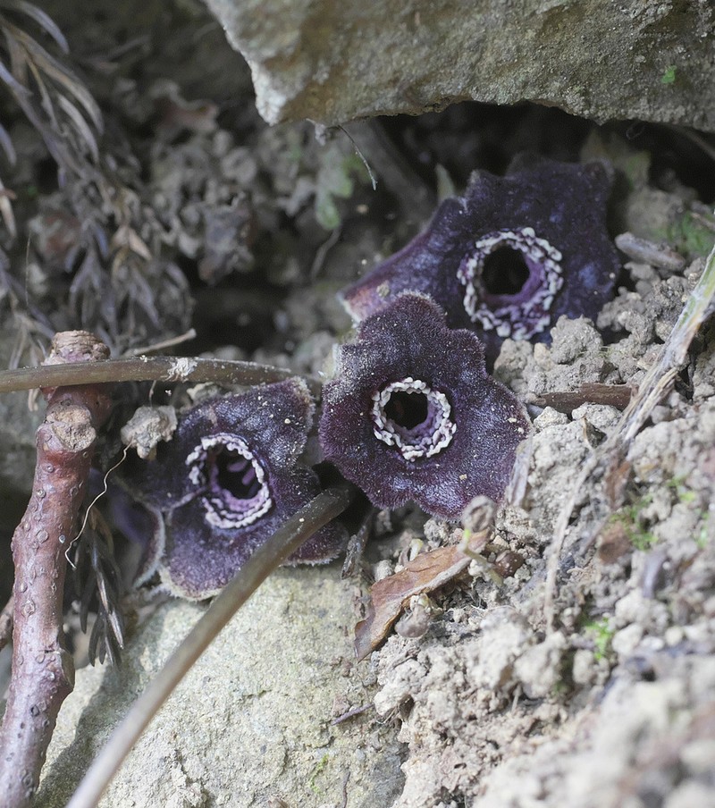 Asarum curvistigma photo 3