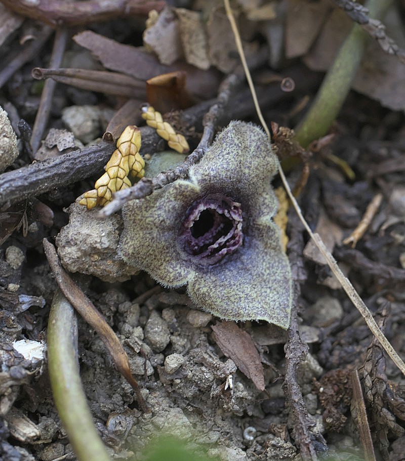 Asarum curvistigma photo 4