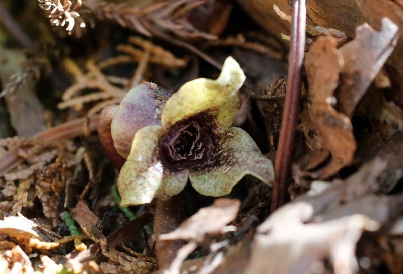 Asarum curvistigma photo 5