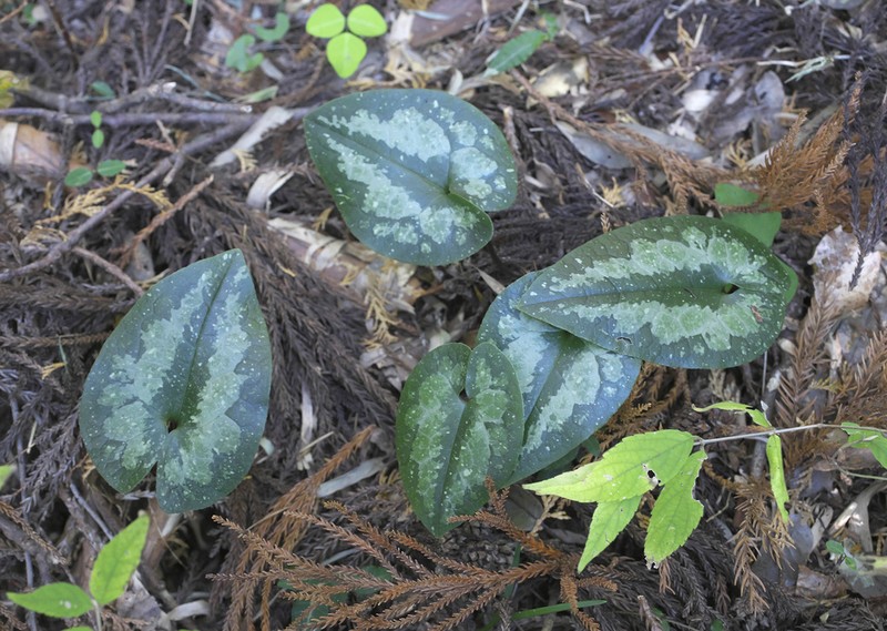 Asarum curvistigma photo 6
