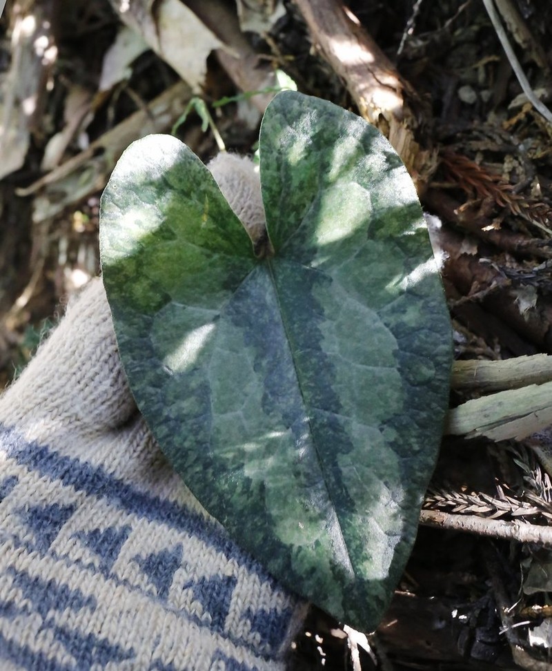Asarum curvistigma photo 7