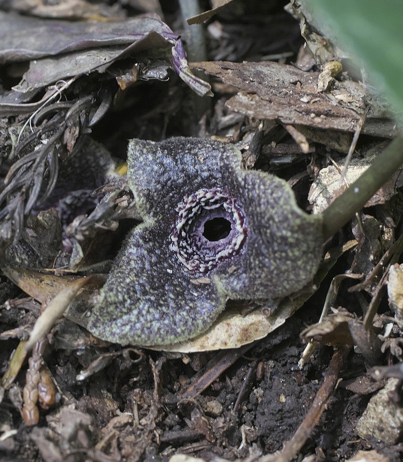Asarum curvistigma photo 8