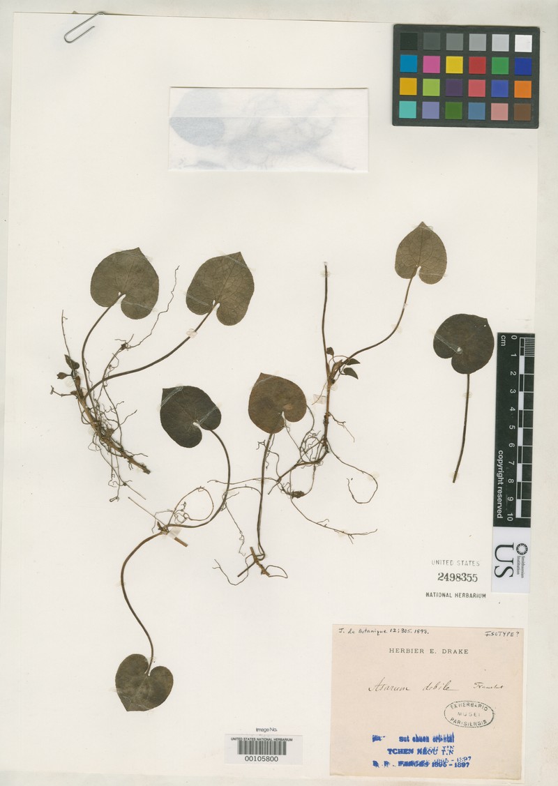 Asarum debile