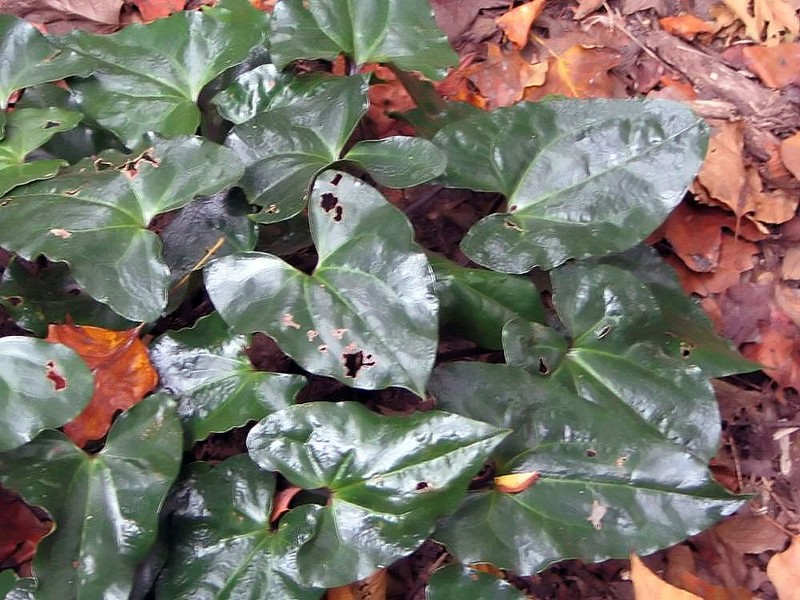 Asarum delavayi