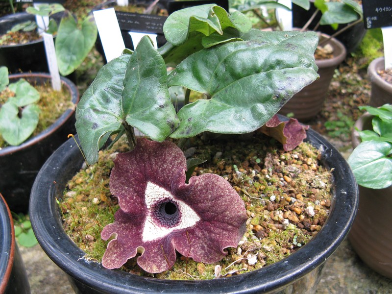 Asarum delavayi photo 2