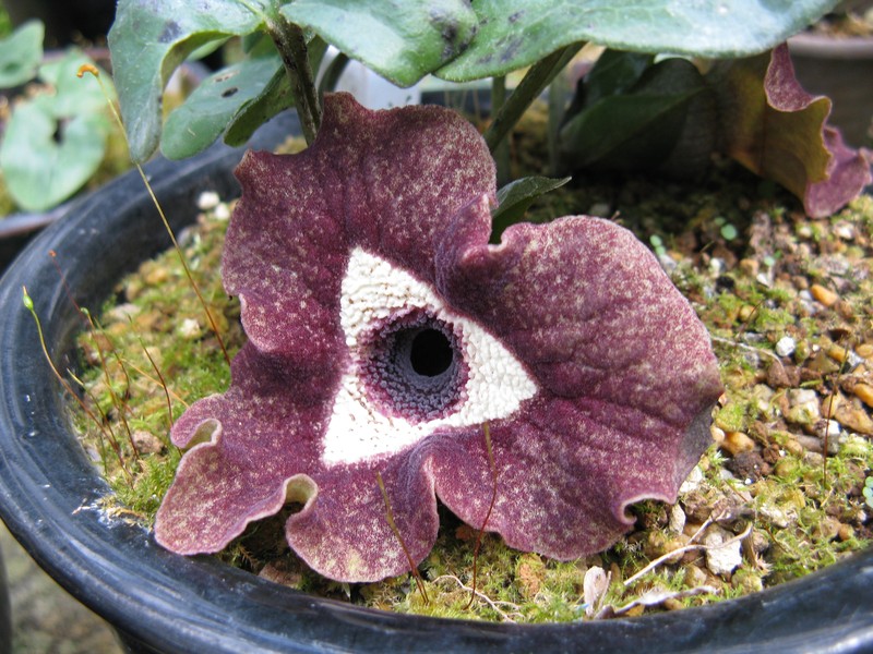 Asarum delavayi photo 3