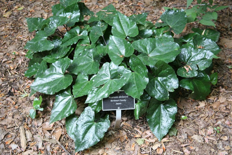 Asarum delavayi photo 4