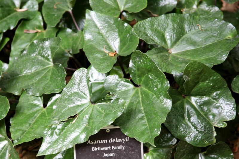 Asarum delavayi photo 5