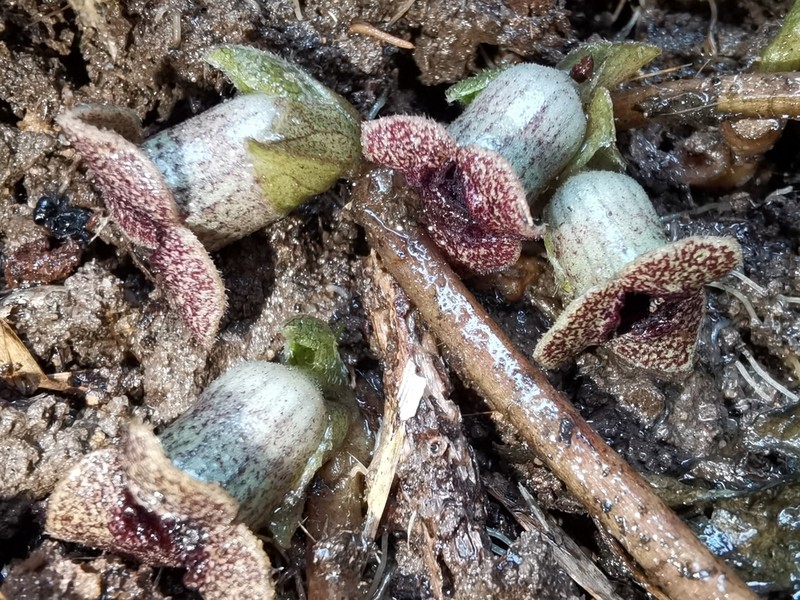 Asarum dissitum
