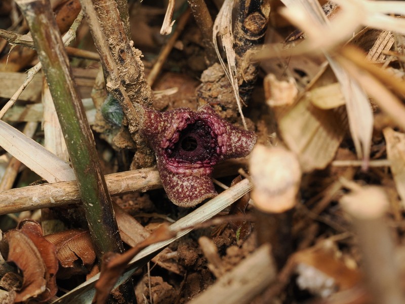 Asarum dissitum photo 3