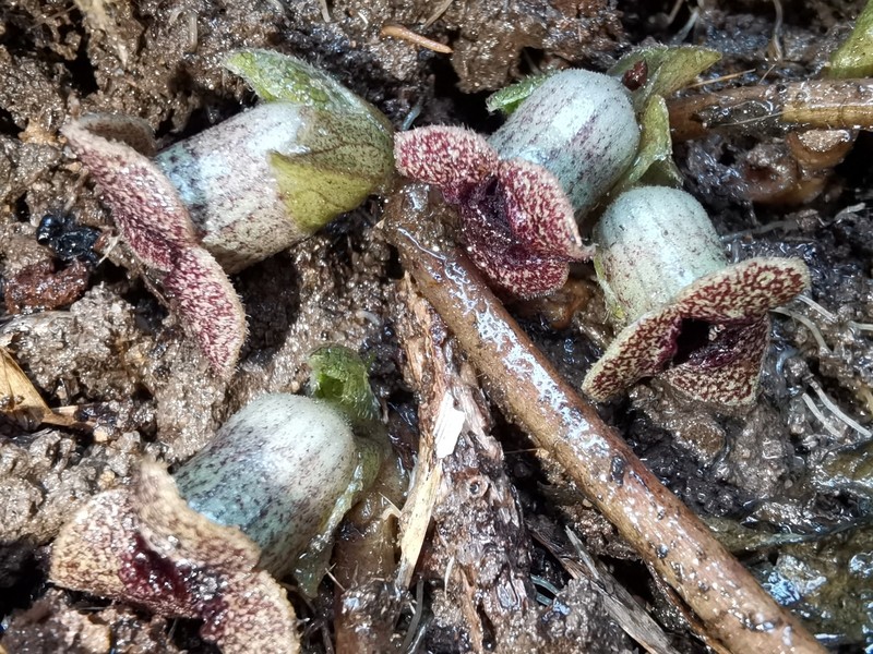 Asarum dissitum photo 5