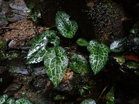 Asarum epigynum