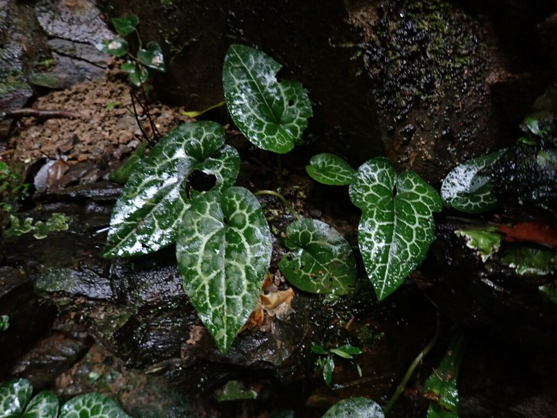Asarum epigynum
