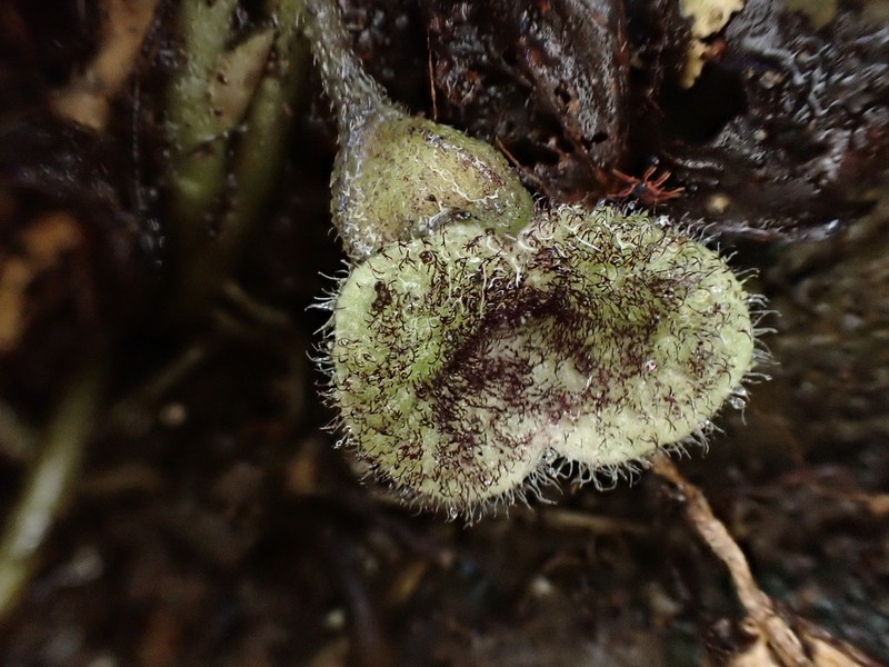 Asarum epigynum photo 2