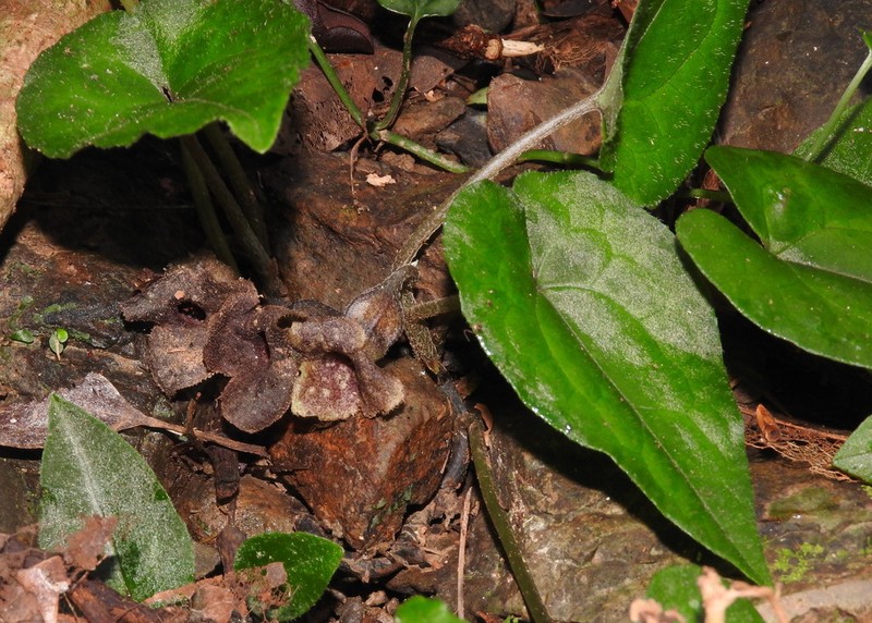 Asarum epigynum photo 3