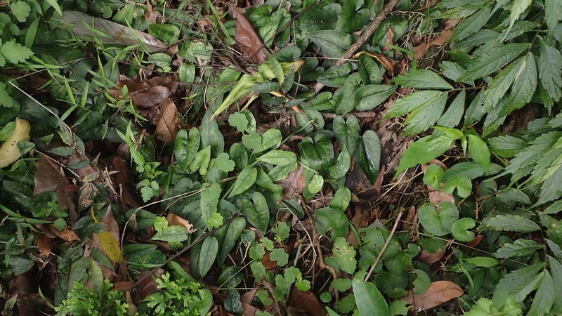Asarum epigynum photo 4
