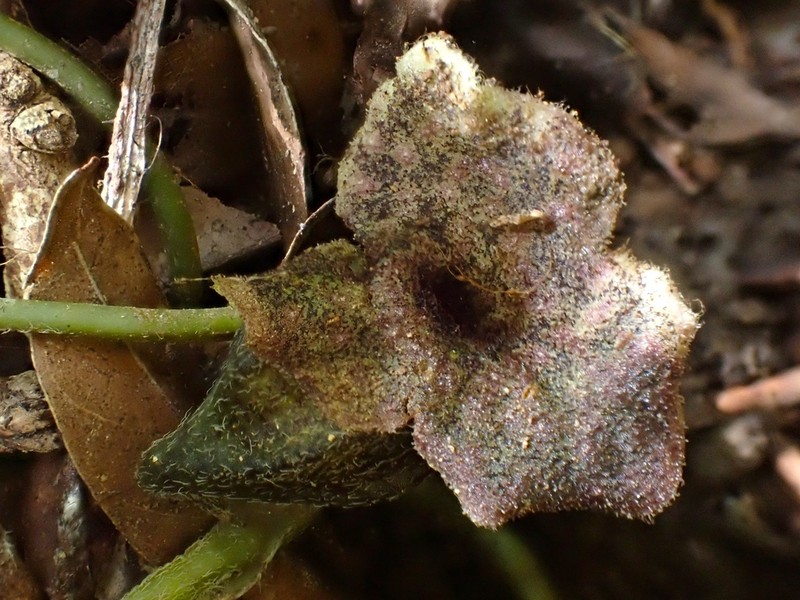 Asarum epigynum photo 5
