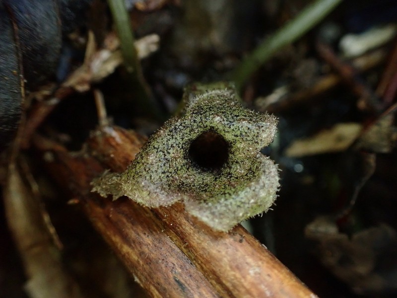 Asarum epigynum photo 6