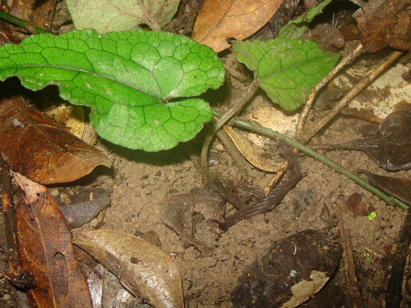 Asarum epigynum photo 7