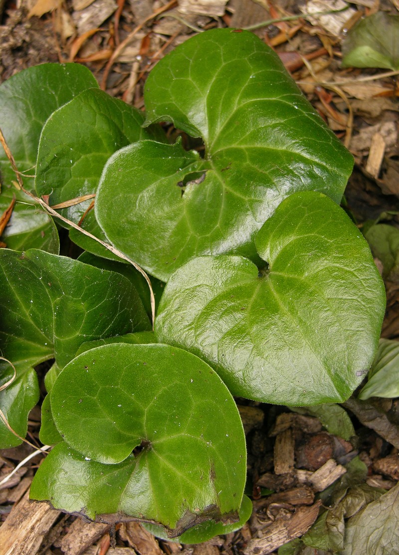 Asarum europaeum photo 2