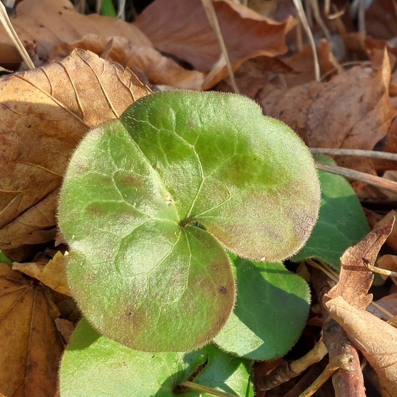 Asarum europaeum subsp. europaeum