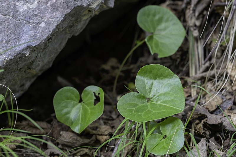 Asarum europaeum subsp. italicum