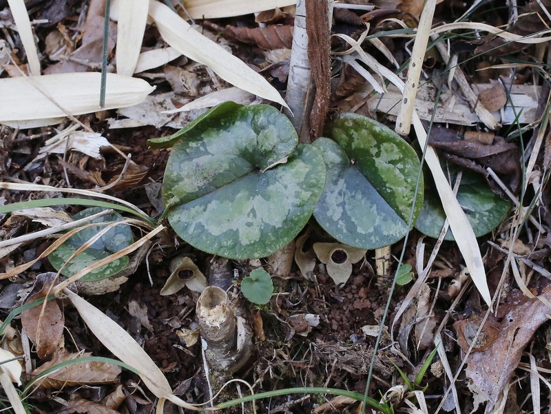 Asarum fauriei