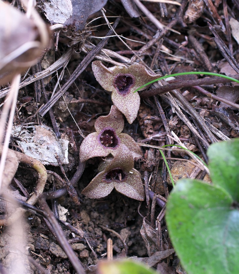 Asarum fauriei photo 2