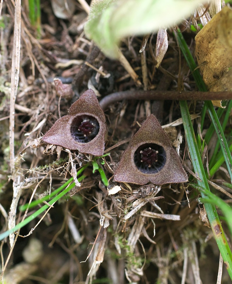 Asarum fauriei photo 3