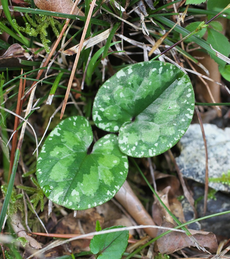 Asarum fauriei photo 4