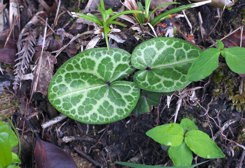 Asarum fauriei photo 5