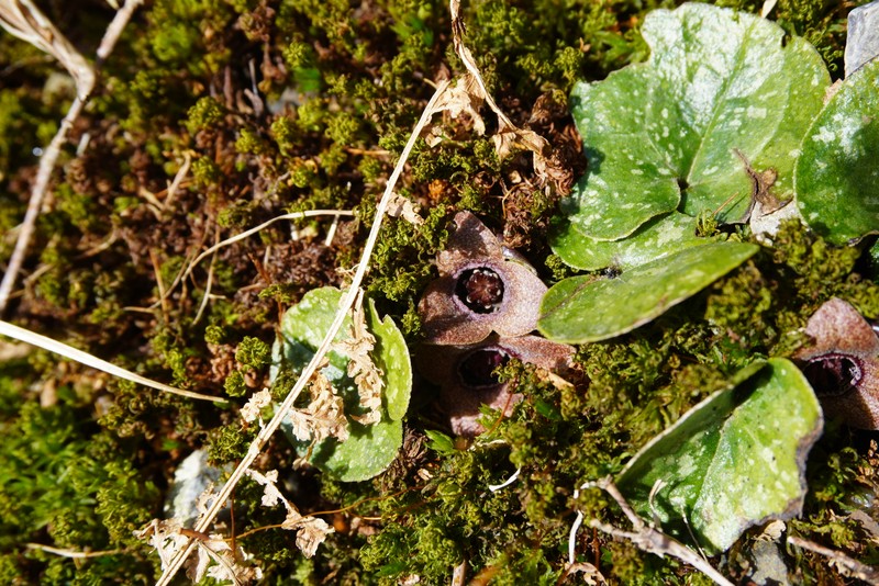 Asarum fauriei var. takaoi photo 4