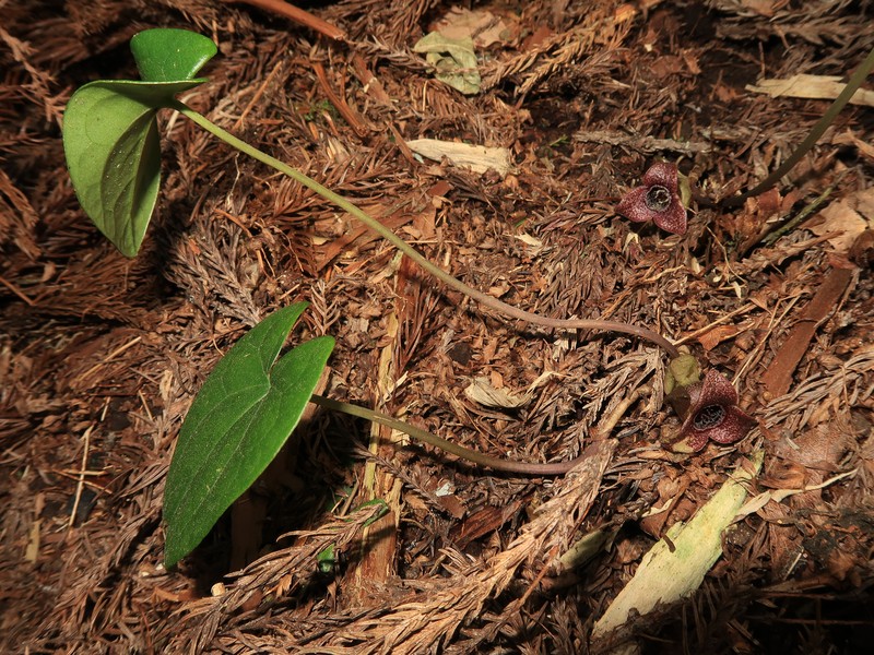 Asarum fauriei var. takaoi