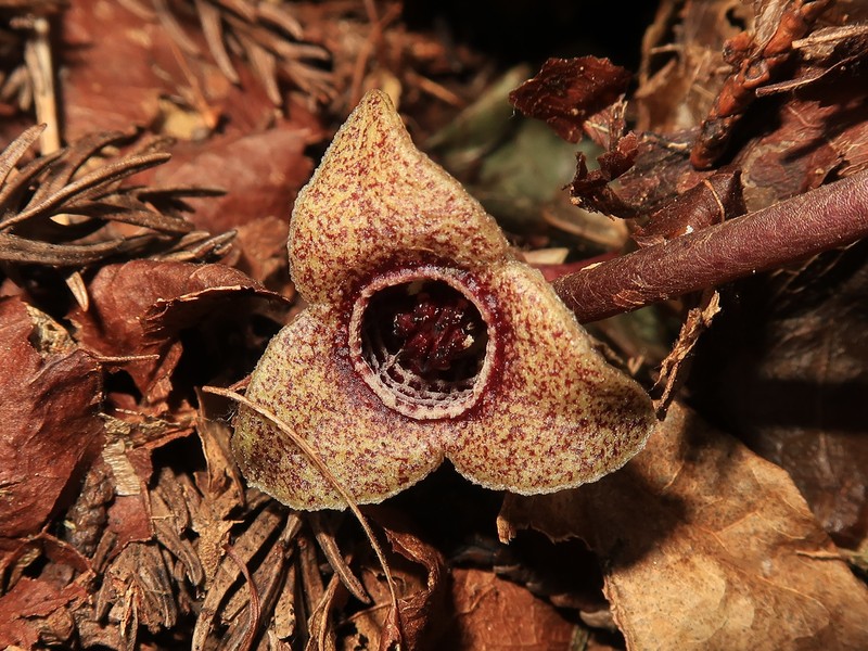 Asarum fauriei var. takaoi photo 6