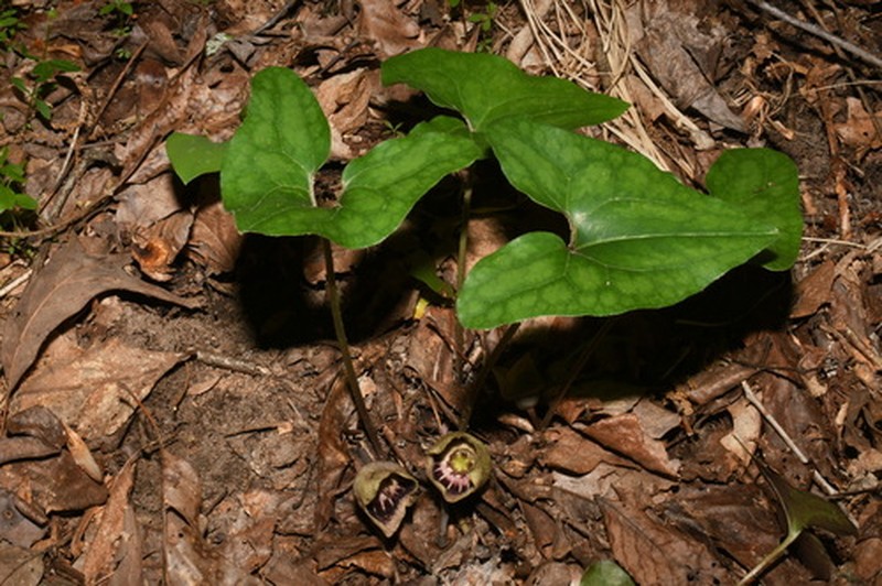 Asarum finzelii