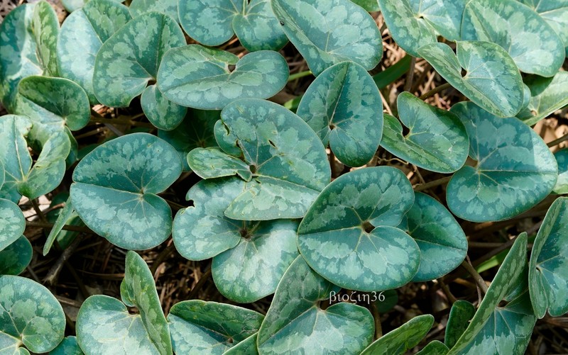Asarum forbesii