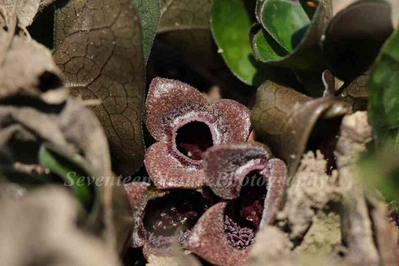 Asarum forbesii photo 2