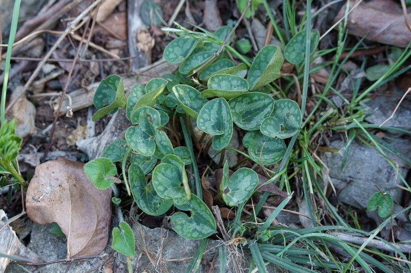 Asarum forbesii photo 3