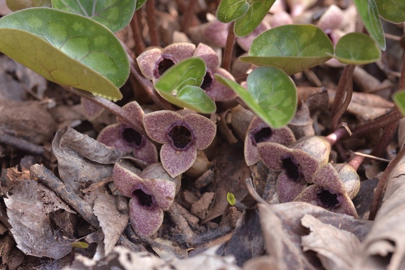 Asarum forbesii photo 4