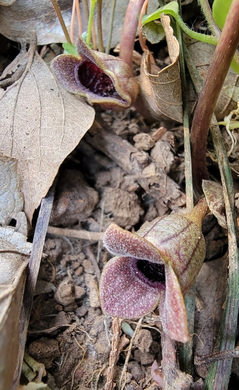 Asarum forbesii photo 5